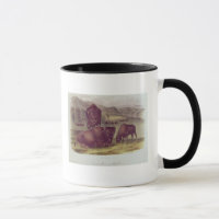 American Bison or Buffalo
