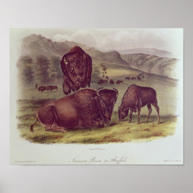 American Bison or Buffalo Poster (Front)