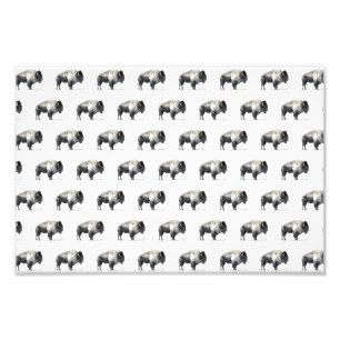 American Bison Photo Print