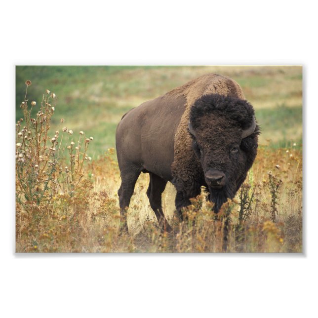American Bison Photo Print (Front)