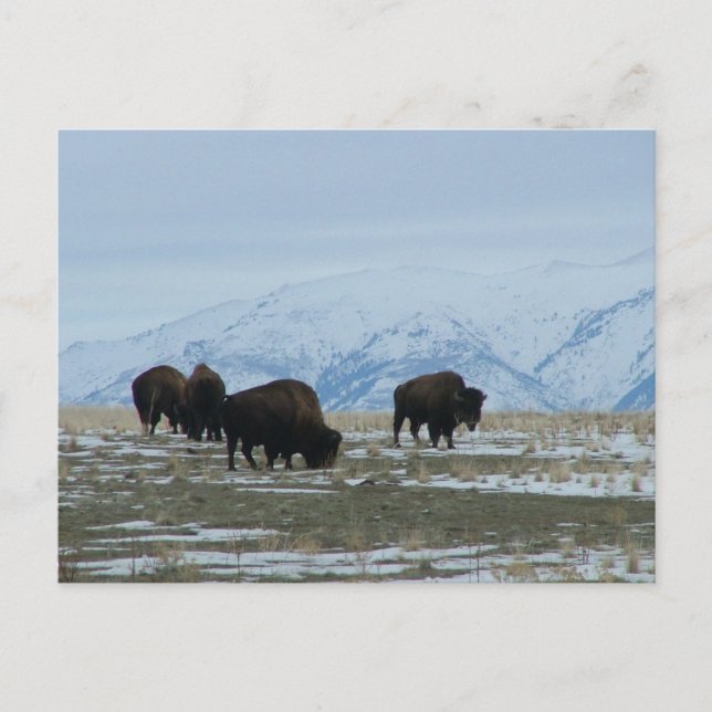 American Bison Postcard (Front)