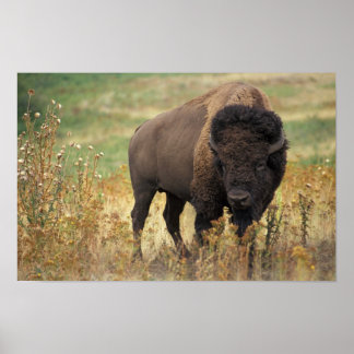 American Bison Poster