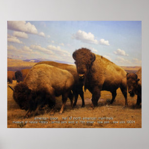 american bison poster