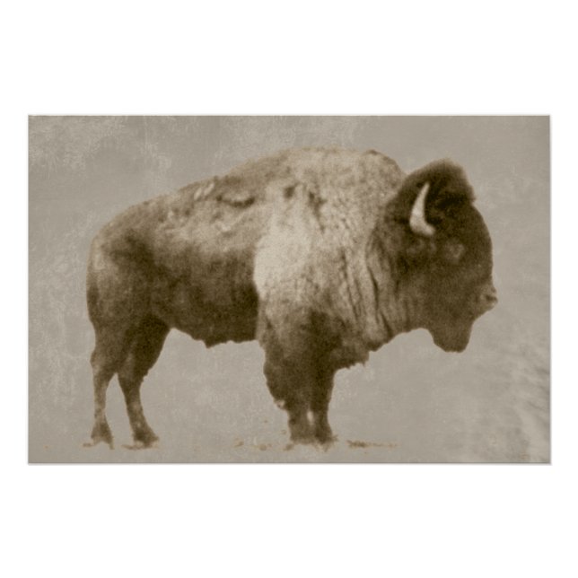 American Bison Poster (Front)