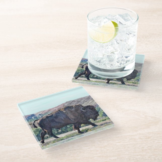 American Bison Roaming in Grassland Setting Glass Coaster (Angled)