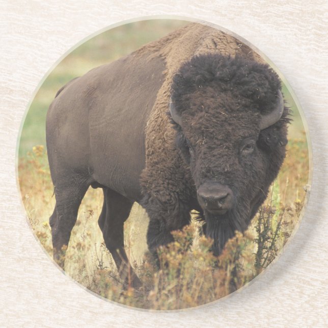 American Bison Sandstone Coaster (Front)