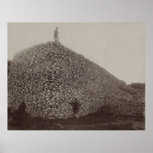 American Bison Skulls to be Ground for Fertilizer Poster