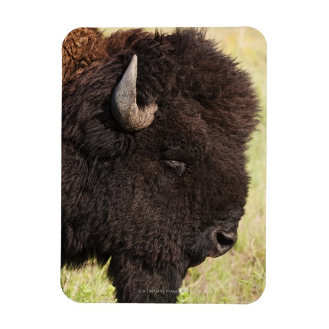 American Bison, South Dakota Magnet (Vertical)