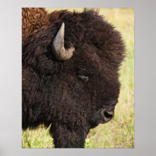 American Bison, South Dakota Poster