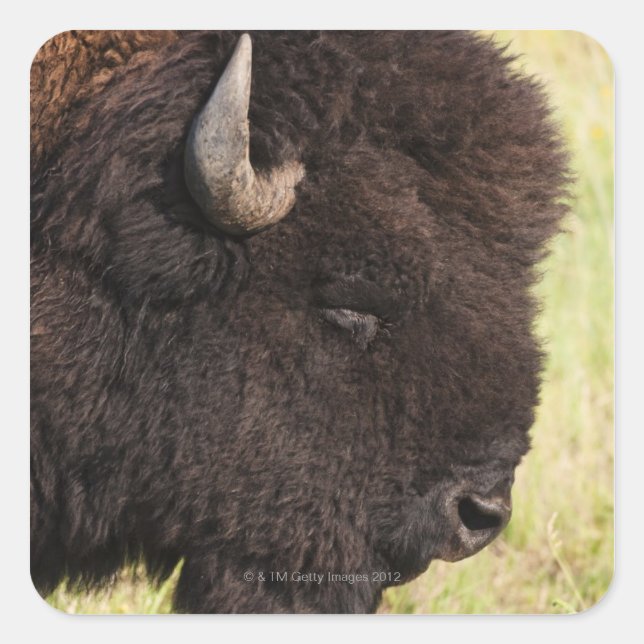 American Bison, South Dakota Square Sticker (Front)