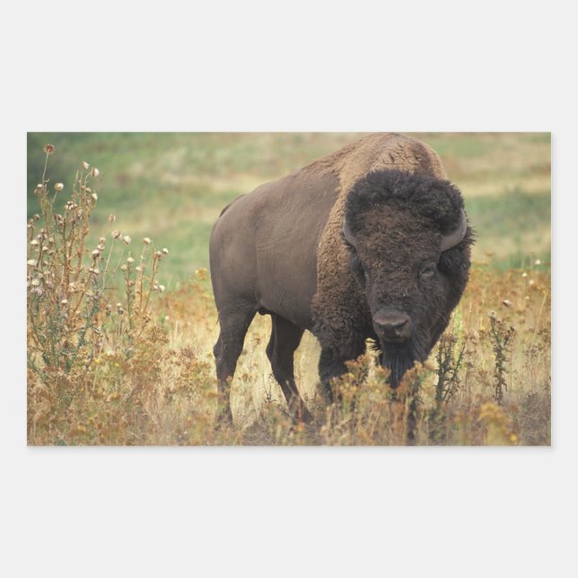 American Bison Stickers (Front)
