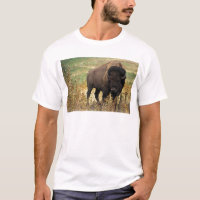 American Bison