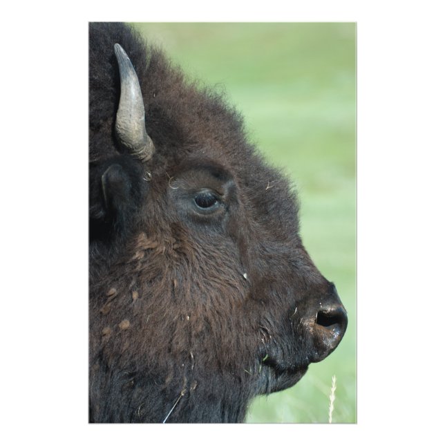 American Bison Up Close - Wildlife Photography Photo Print (Front)