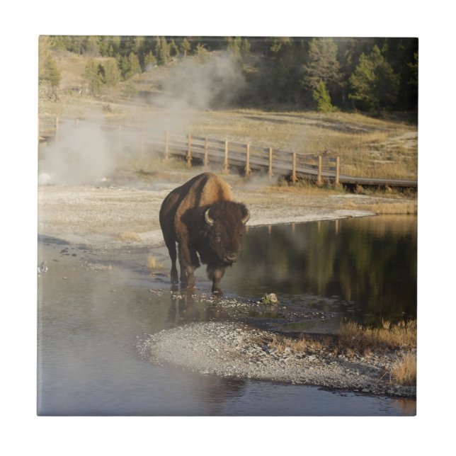 American Bison Yellowstone Wildlife Photography Ceramic Tile (Front)