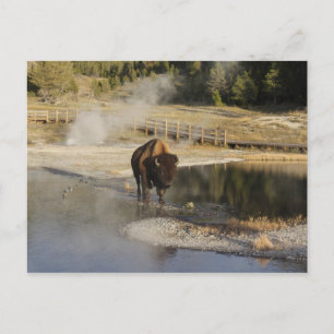 American Bison Yellowstone Wildlife Photography Postcard