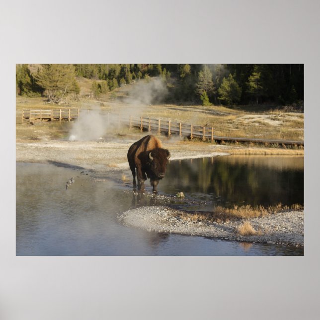 American Bison Yellowstone Wildlife Photography Poster (Front)