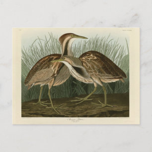 American Bittern - from Audubon's Birds of America Postcard