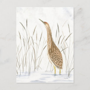 American Bittern Postcard