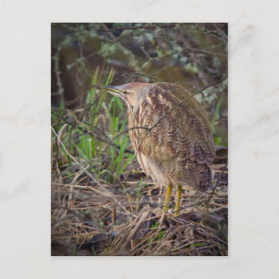 American Bittern Postcard