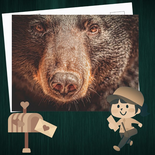 American Black Bear Closeup Postcard (Creator Uploaded)