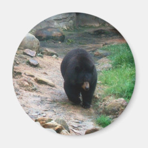 American Black Bear Magnet