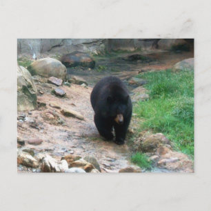 American Black Bear Postcard