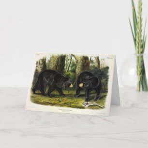 American Black Bear (Ursus Americanus) by Audubon Card