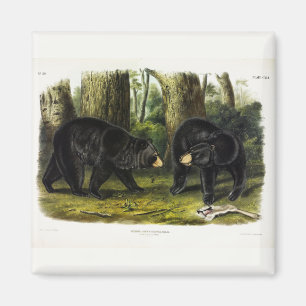 American Black Bear (Ursus Americanus) by Audubon Magnet