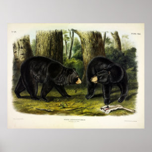 American Black Bear (Ursus Americanus) by Audubon Poster