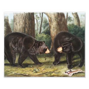 American Black Bear Ursus Americanus Illustration Photo Print
