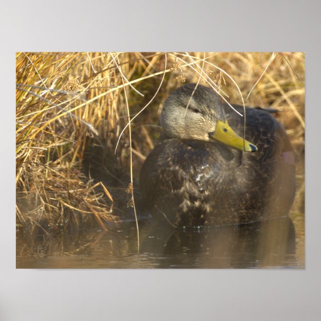 American Black Duck Poster (Front)