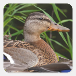 American Black Duck Sticker