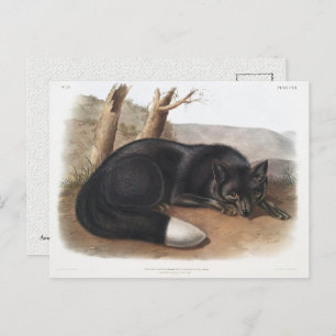 American Black or Silver Fox of North America Postcard