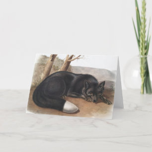 American Black or Silver Fox (Vulpes fulvus) Card