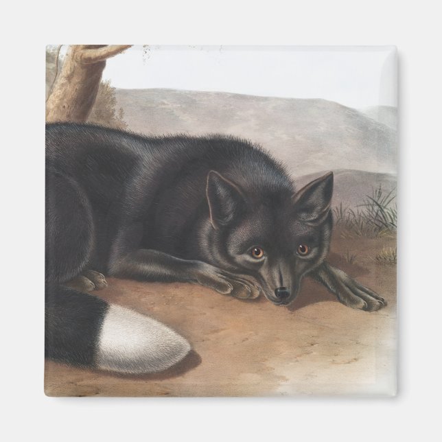 American Black or Silver Fox (Vulpes fulvus) Magnet (Front)