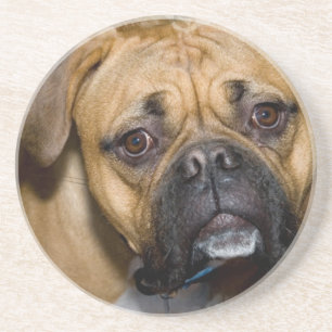 American Boxer Dog Coasters