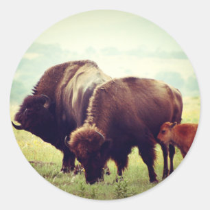 American Buffalo (Bison) Family Classic Round Sticker