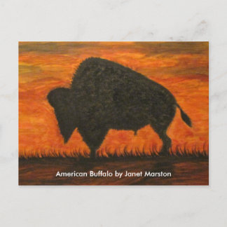 American Buffalo (Bison) Postcard
