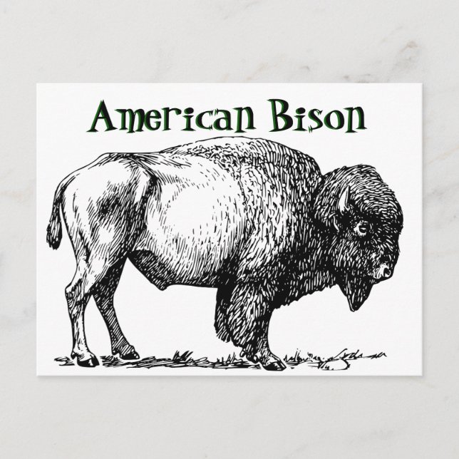 American Buffalo Bison Postcard (Front)