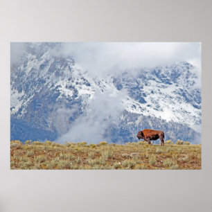 American Buffalo High in the Tetons Poster