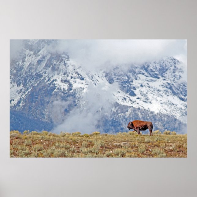American Buffalo High in the Tetons Poster (Front)