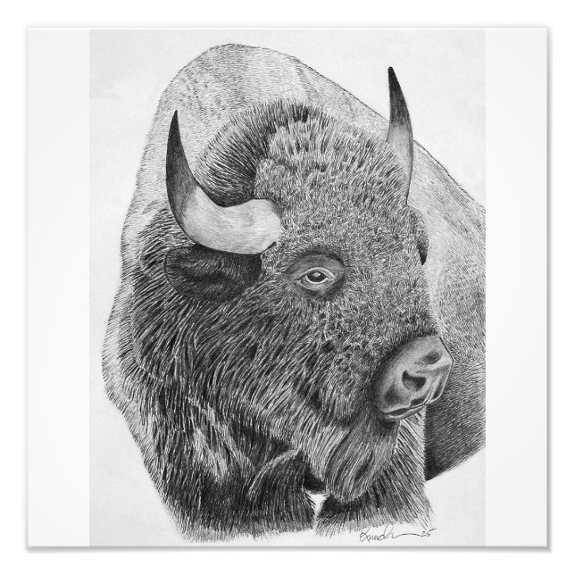 American Buffalo Photo Print (Front)