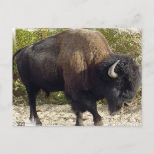American Buffalo Postcard