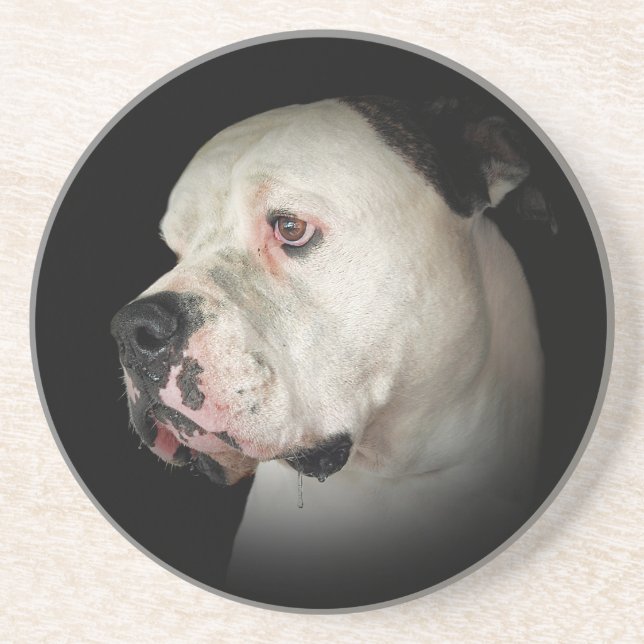 American Bull Dog portrait Coaster (Front)