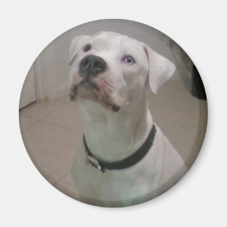 American bulldog magnet