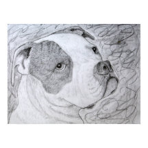 American Bulldog Pet Portrait Art Pencil Drawing