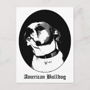 American bulldog postcard