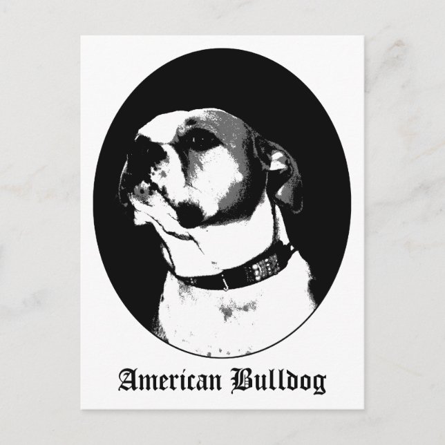 American bulldog postcard (Front)