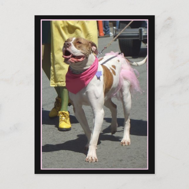 American Bulldog postcard (Front)