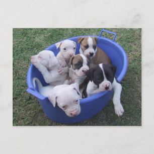 American Bulldog Puppies Postcard